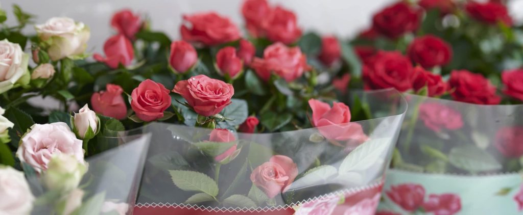 Favourite Roses® | Vireõ plant sales